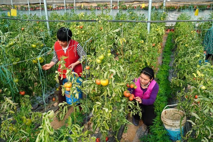 玉兔辞旧岁金龙启新程(图6)